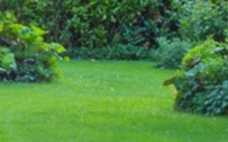 Garden Maintenance Kingsford by Skilled Gardeners Delivering Reliable and Affordable Outdoor Care
