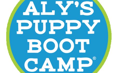 Well-Behaved, Well-Trained, Well-Loved Dogs Ready for Adoption