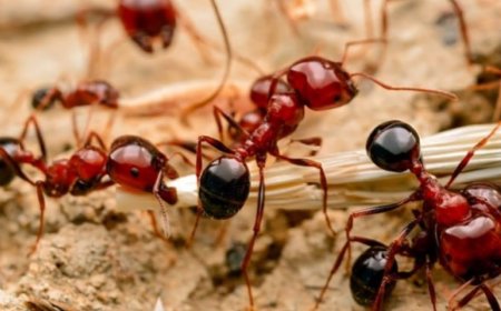 Ant Control in North York: Winning the Battle Against Tiny Intruders