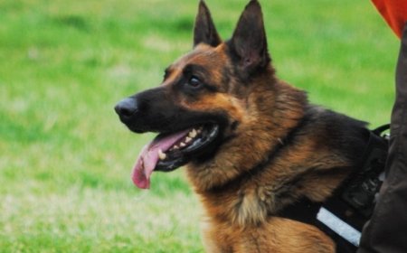 Your Ultimate Guide to Buying a German Shepherd Protection Dog or Trained Dog for Sale