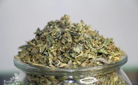 Affordable Excellence: Discovering Top-Tier Bulk Weed in Canada