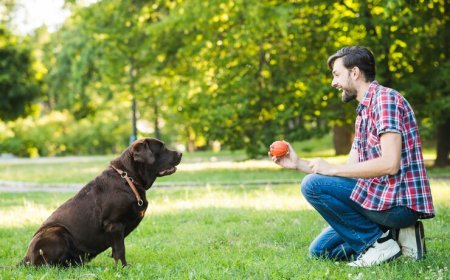 The Most Recommended Dog Training Services in Los Angeles