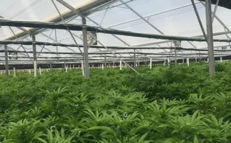 How to Maximize Indoor Cannabis Yields with Trellising