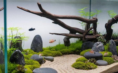 Freshwater Aquarium Guide: Tips for a Thriving Aquatic Experience