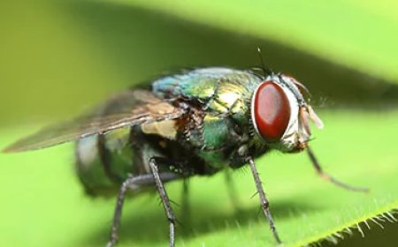 What Attracts Flies to High-Rise Apartments in Dubai—and What You Can Do About It