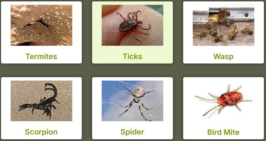 Pest Control Merriwa: Safe & Swift Solutions for Your Peace of Mind