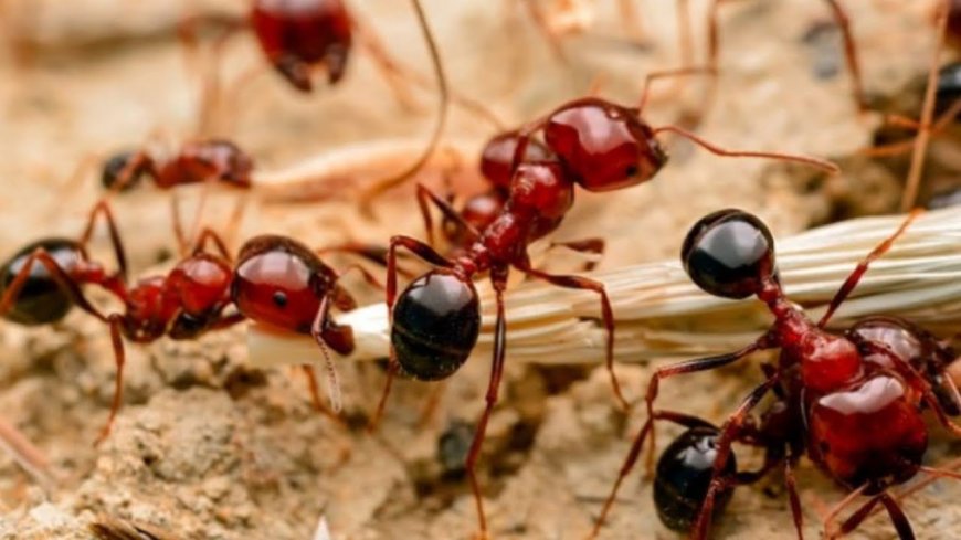 Ant Control in North York: Winning the Battle Against Tiny Intruders