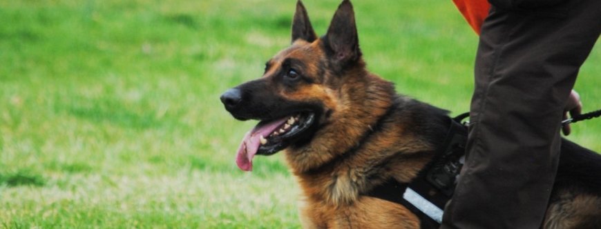 Your Ultimate Guide to Buying a German Shepherd Protection Dog or Trained Dog for Sale