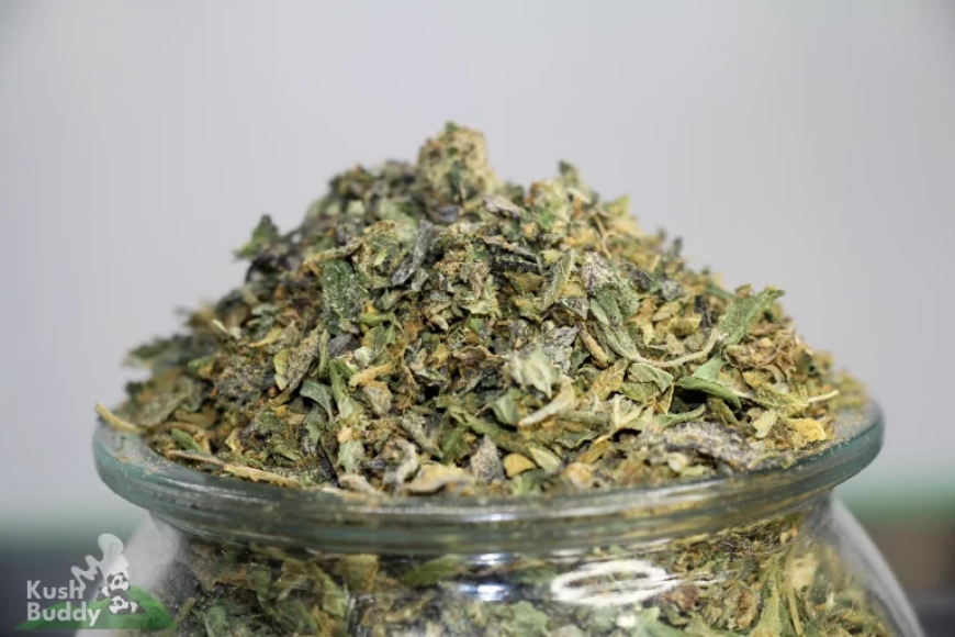 Affordable Excellence: Discovering Top-Tier Bulk Weed in Canada