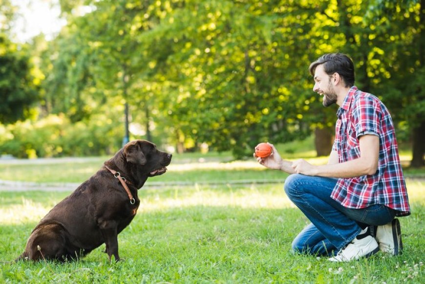 The Most Recommended Dog Training Services in Los Angeles