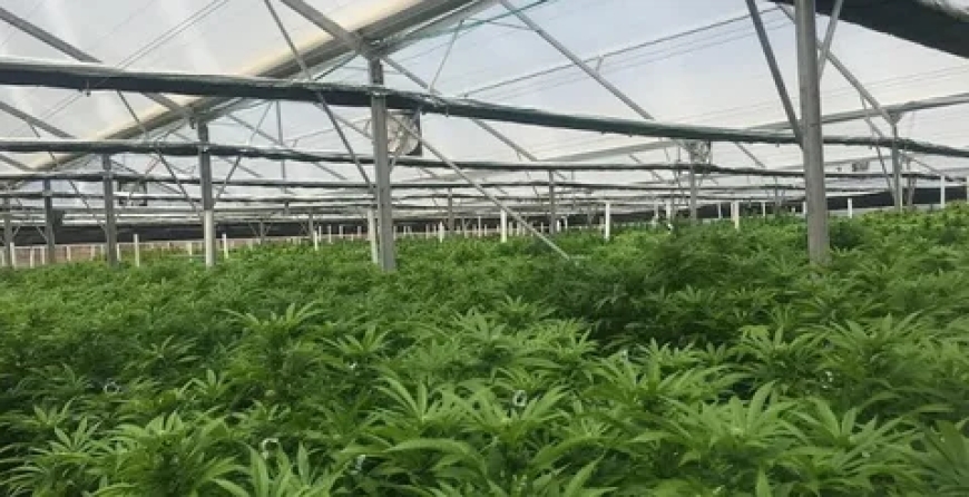 How to Maximize Indoor Cannabis Yields with Trellising