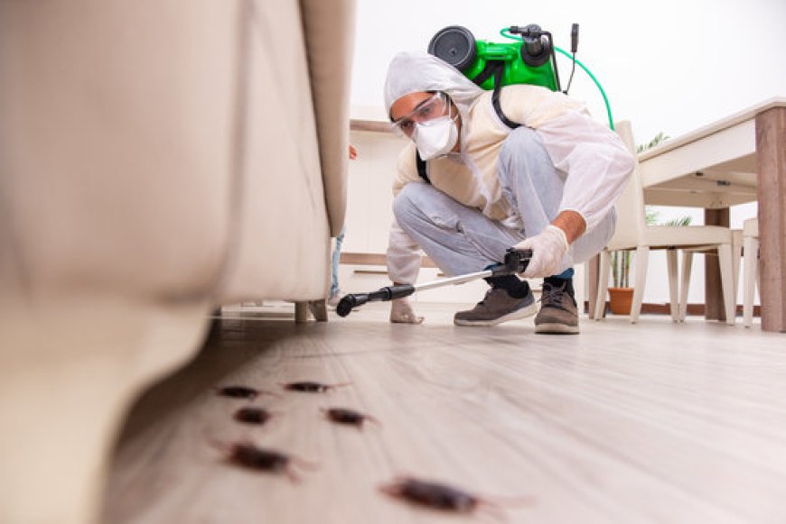 Effective and Reliable Pest Control in Dubai for Every Home