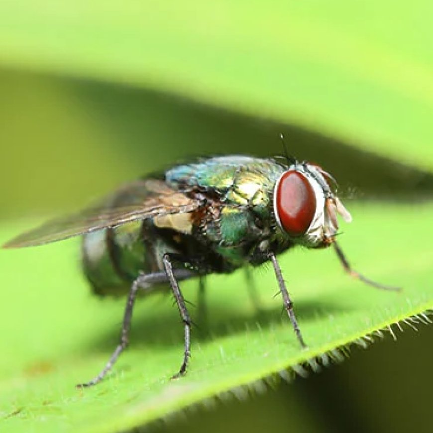 What Attracts Flies to High-Rise Apartments in Dubai—and What You Can Do About It