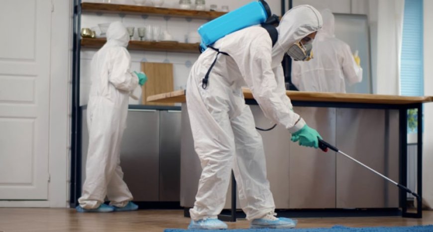Defend Your Home: Elite Pest Control That Works Wonders